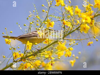 Hooded Oriole femmina nel deserto Museo Palo Verde Tree Foto Stock