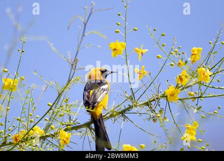 Oriole con cappuccio maschio nel deserto Museo Palo Verde Tree Foto Stock