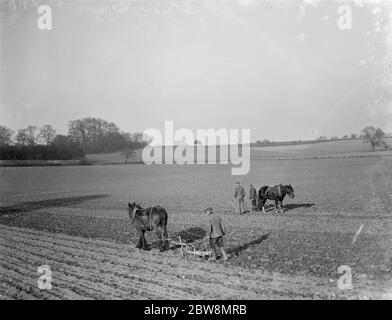 Agricoltori e cavalli qui aratro lavorano insieme per lavorare il campo vicino Plum Lane . 1936 . Foto Stock