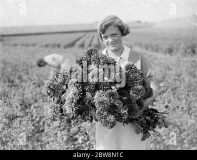 Una ragazza giovane tiene un mazzo di crisantemi appena raccolti . 1935 Foto Stock