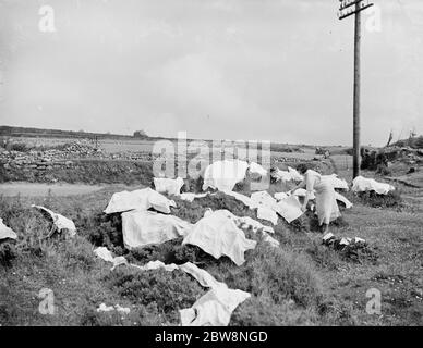 Appendere il vespuglio fuori su cespugli di gola in St Just , Penrith . 1936 Foto Stock