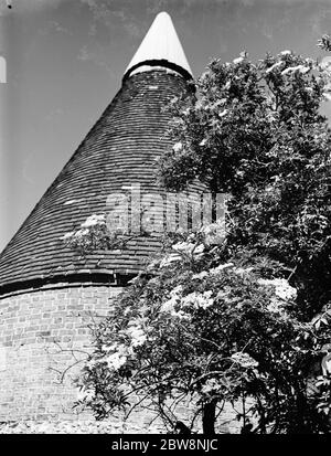 Fiori di sambuco in Maplescombe fare un bel primo piano per le case di arrosto . 1936 Foto Stock