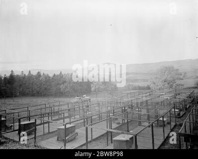 Penne animali alla Moresdale Hall Fur Farm , Grayrigg , Cumbria . 1937 . Foto Stock