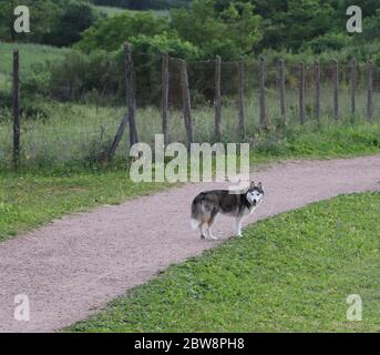 Cane husky nel parco Foto Stock