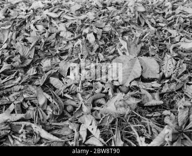 Castagne di cavallo e foglie d'autunno sull'erba . 1936 Foto Stock