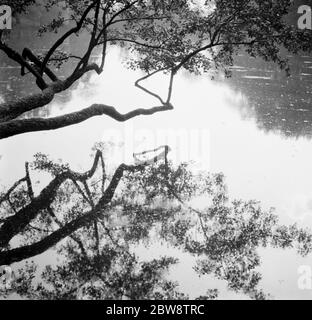 Un albero che sovrasta un lago . 1936 Foto Stock