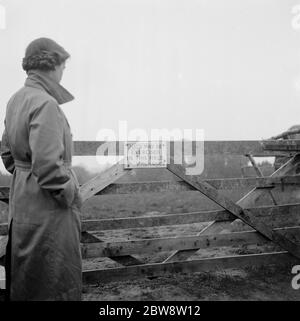 Un cartello con il cane su un cancello a Colchester , Essex . Il segno recita: ' cani possono essere esercitati in questo campo ' V Muntings 1938 Foto Stock