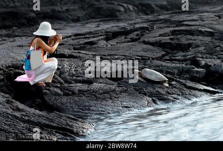 Il turista si inginocchia per scattare una foto di una tartaruga marina addormentata sulla Big Island delle Hawaii al Parco storico Nazionale di Puuhonua o Honaunau. Protetto, mare Foto Stock