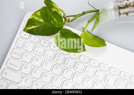 Spazio di lavoro con keayboard e piante da vicino Foto Stock