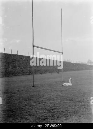 Un cigno si trova tra i pali di rugby di un campo di rugby allagato. 1937 Foto Stock