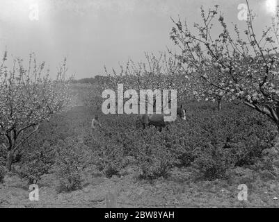 Un contadino e il suo cavallo che si coltivano tra i cespugli di uva spina accanto alla fioritura della mela a Farningham , Kent . 1939 . Foto Stock