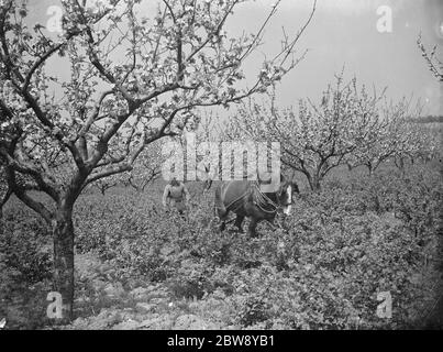 Un contadino e il suo cavallo che si coltivano tra i cespugli di uva spina accanto alla fioritura della mela a Farningham , Kent . 1939 . Foto Stock