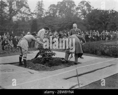 Lo Swanley Horticultural Show di Kent . Piantare un albero di coronazione per celebrare l'incoronazione di Re Giorgio VI . 15 maggio 1937 Foto Stock