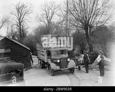 Lavoratori che caricano casse di legno su un camion Bedford appartenente a e James e Son , la grezza d'acqua e i coltivatori di insalate di Mitcham , Londra . 1937 Foto Stock