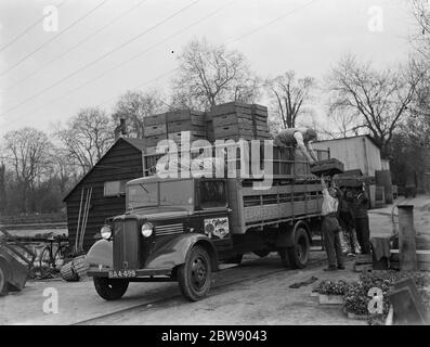 Lavoratori che caricano casse di legno su un camion Bedford appartenente a e James e Son , la grezza d'acqua e i coltivatori di insalate di Mitcham , Londra . 1937 Foto Stock