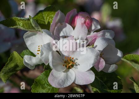Closeup di fiori di mela rosa e bianca ricoperti di rugiada dopo una notte gelida Foto Stock