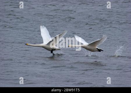 Swans Whooper, Cygnus cygnus, adulti che si staccano dall'acqua. Preso marzo. Welney, Norfolk, Regno Unito Foto Stock