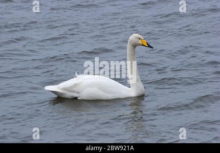 Whooper Swan, Cygnus cygnus, nuoto per adulti. Preso marzo. Welney, Norfolk, Regno Unito Foto Stock