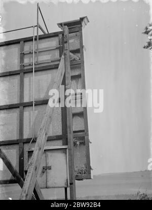 Nidi di uccelli sul retro di un accaparramento pubblicitario , Ruxley , Kent . 1938 Foto Stock