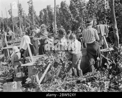 Donne luppolo pickers a Beltring , Kent . Ogni lavoratore ha una maschera a gas sopra la spalla in scatola in caso di attacco di gas . 1939 . Foto Stock