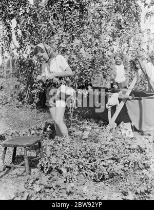 Donne luppolo pickers a Beltring , Kent . Ogni lavoratore ha una maschera a gas sopra la spalla in scatola in caso di attacco di gas . 1939 . Foto Stock