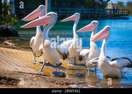 Pellicani alla rampa di accesso, Nambucca Australia. Foto Stock