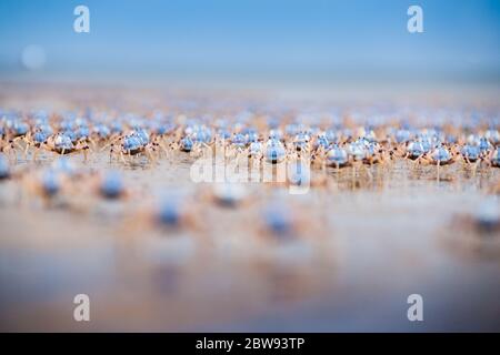 Soldier Crabs on in selective focus the Move a Fraser Island, Queensland, Australia. Foto Stock