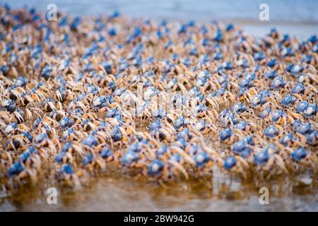 Soldier Crabs in en-masse che marciano insieme a Fraser Island, Queensland, Australia. Foto Stock