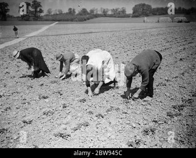 Conservazione delle piante di fragole dalla siccità . 1938 Foto Stock