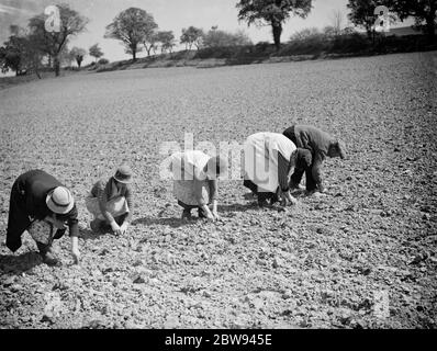 Conservazione delle piante di fragole dalla siccità . 1938 Foto Stock