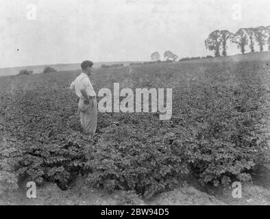 Un uomo guarda fuori sulle patate crescenti. 1937 Foto Stock