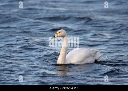 Whooper Swan, Cygnus cygnus, nuoto per adulti. Preso dicembre. Welney, Norfolk, Regno Unito Foto Stock