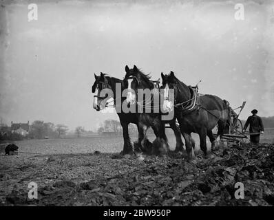 Un agricoltore e la sua squadra di cavalli arano un campo a Sidcup , Kent . 1936 . Foto Stock