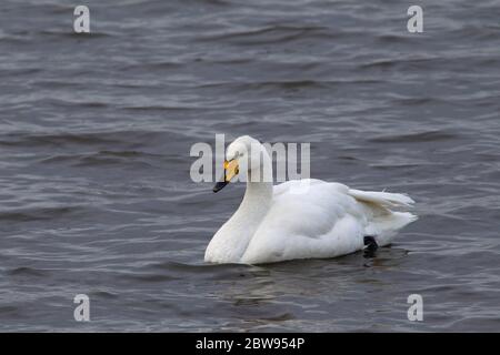 Whooper Swan, Cygnus cygnus, nuoto per adulti. Preso dicembre. Welney, Norfolk, Regno Unito Foto Stock