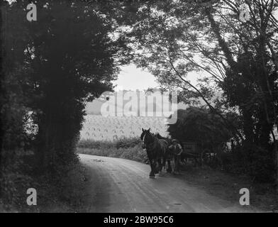 Harvest scene vicino Otford , Kent . Un contadino conduce il suo carro di cavallo e di fieno fuori da un campo . 1936 Foto Stock