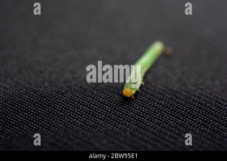 Worm verde bruchi isolare gli animali sul tessuto nero lo sfondo Foto Stock