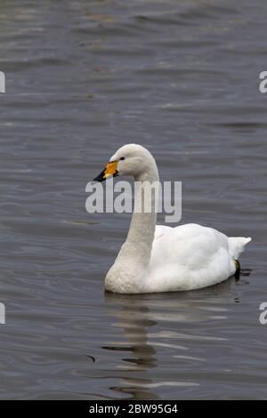 Whooper Swan, Cygnus cygnus, ritratto di nuoto per un solo adulto. Preso dicembre. Welney, Norfolk, Regno Unito Foto Stock