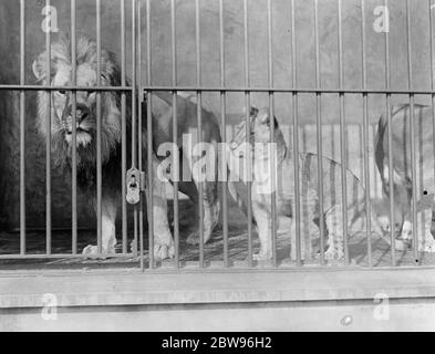 I leoni del re . Padre e figlia allo zoo di Londra . Pat , il leone del re e la sua cucciolo Lola in gioco oggi allo Zoo di Londra . 31 marzo 1932 Foto Stock