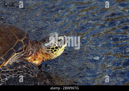 Tartarughe marine verdi per la sicurezza dell'oceano. I suoi pinne scavano nella sabbia nera di Unalu'u Black Sand Beach sulla Big Island delle Hawaii. Foto Stock