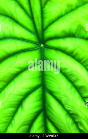 Closeup estremo di una pianta chiamata 'guscio di tartaruga'. Questa foglia veriegata fa parte del fogliame tropicale sulla Big Island delle Hawaii. Foto Stock