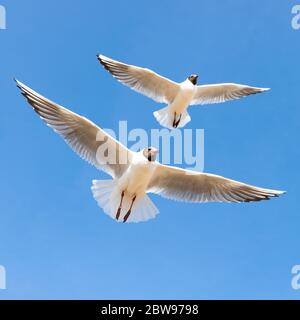 Due gabbiani in volo contro il cielo blu Foto Stock