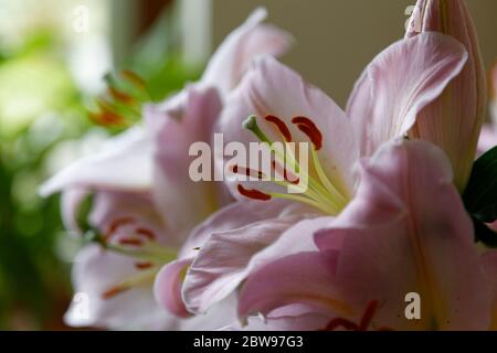 Lillies di taglio rosa chiaro in piena luce bloom ib finestra Foto Stock