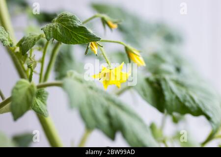 Fiori gialli che crescono su piante di pomodoro, vista closeup. Concetto di agroindustria e agricoltura. Settore agricolo, settore agricolo. Produzione di Foto Stock