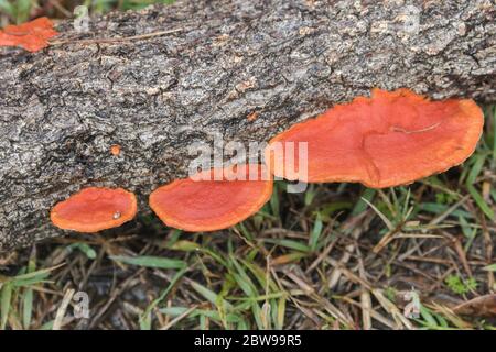 Funghi della staffa arancione sul log di marciume Foto Stock