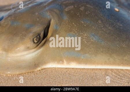 Southeern Eagle Ray sulla spiaggia dopo essere stato catturato da pescatori spiaggia Foto Stock