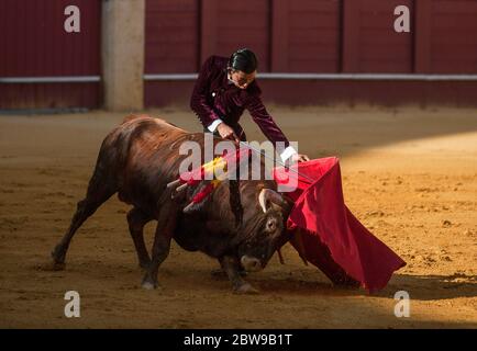 Studente peruviano della scuola di corride di Malaga Julio Alguiar si esibisce con un governo durante una masterclass di corrida in un vuoto la Malagueta arena, mentre il blocco parziale continua nel paese in mezzo alla malattia di coronavirus. Il bullfighter spagnolo Fernando Rey ha dato una masterclass con gli studenti della scuola di corrida senza la presenza di spettatori come misura per prevenire la diffusione del coronavirus. Questa situazione mostra un'arena vuota ed è il primo evento di corrida in città da quando hanno iniziato lo stato di emergenza. Foto Stock