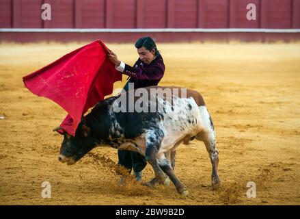 Studente peruviano della scuola di corride di Malaga Julio Alguiar si esibisce con un governo durante una masterclass di corrida in un vuoto anello toro la Malagueta mentre il blocco parziale continua nel paese in mezzo alla malattia del coronavirus. Il bullfighter spagnolo Fernando Rey ha dato una masterclass con gli studenti della scuola di corrida senza la presenza di spettatori come misura per prevenire la diffusione del coronavirus. Questa situazione mostra un'arena vuota ed è il primo evento di corrida in città da quando hanno iniziato lo stato di emergenza. Foto Stock