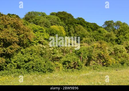 Alberi, erbe e sottobosco in gesso valle secca a Maggi fondo, la fine della primavera, inizio estate, Kent, Inghilterra. North Downs. Foto Stock