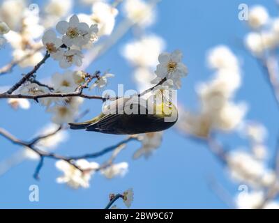 Un occhio bianco giapponese, chiamato anche occhio bianco o occhio bianco di montagna, Zosterops japonicus, si infila tra i fiori di prugna bianca della primavera Foto Stock