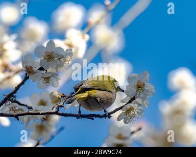 Un occhio bianco giapponese, chiamato anche occhio bianco o occhio bianco di montagna, Zosterops japonicus, si infila tra i fiori di prugna bianca della primavera Foto Stock